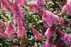 Schmetterlingsflieder / Sommerflieder 'Pink Panther' - Buddleja davidii 'Pink Panther'