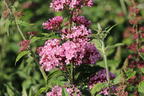 Schmetterlingsflieder / Sommerflieder 'Pink Panther' - Buddleja davidii 'Pink Panther'