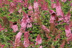 Schmetterlingsflieder / Sommerflieder 'Pink Panther' - Buddleja davidii 'Pink Panther'
