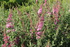 Schmetterlingsflieder / Sommerflieder 'Pink Panther' - Buddleja davidii 'Pink Panther'