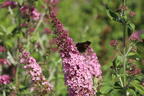 Schmetterlingsflieder / Sommerflieder 'Pink Panther' - Buddleja davidii 'Pink Panther'