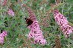 Schmetterlingsflieder / Sommerflieder 'Pink Panther' - Buddleja davidii 'Pink Panther'