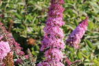 Schmetterlingsflieder / Sommerflieder 'Pink Panther' - Buddleja davidii 'Pink Panther'