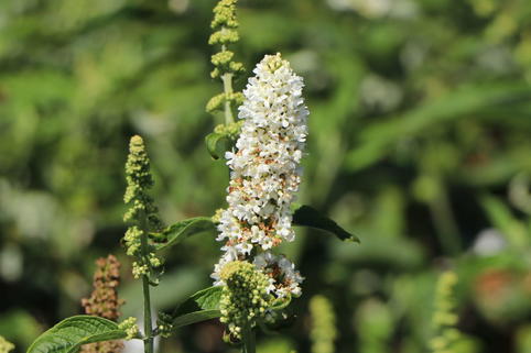 Sommerflieder / Schmetterlingsstrauch PROVEN WINNERS ® 'Miss Pearl' - Buddleja davidii PROVEN WINNERS ® 'Miss Pearl'