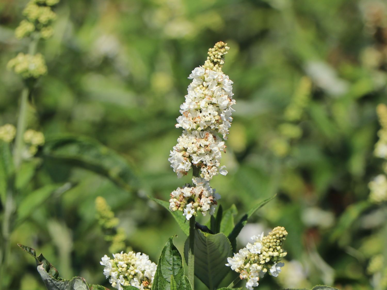 Sommerflieder / Schmetterlingsstrauch PROVEN WINNERS ® 'Miss Pearl' - Buddleja davidii PROVEN WINNERS ® 'Miss Pearl'