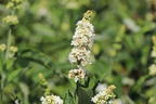 Sommerflieder / Schmetterlingsstrauch PROVEN WINNERS ® 'Miss Pearl' - Buddleja davidii PROVEN WINNERS ® 'Miss Pearl'