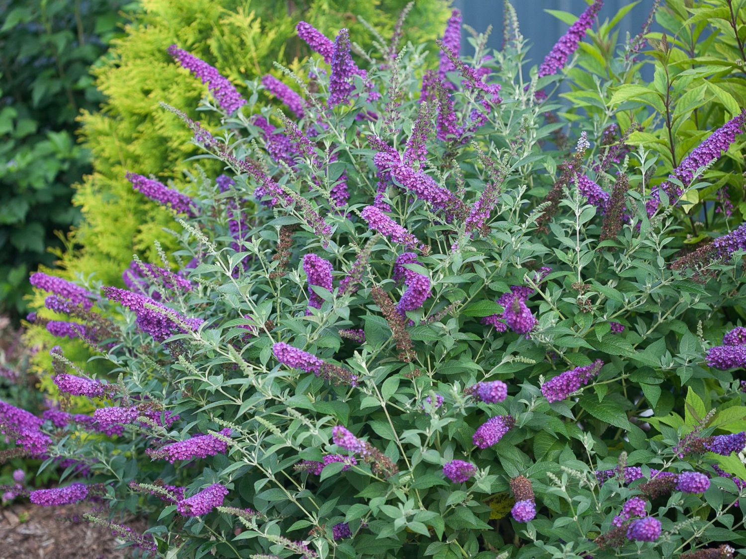 Sommerflieder / Schmetterlingsstrauch PROVEN WINNERS ® 'Miss Violet' - Buddleja davidii PROVEN WINNERS ® 'Miss Violet'