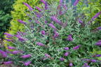 Sommerflieder / Schmetterlingsstrauch PROVEN WINNERS ® 'Miss Violet' - Buddleja davidii PROVEN WINNERS ® 'Miss Violet'