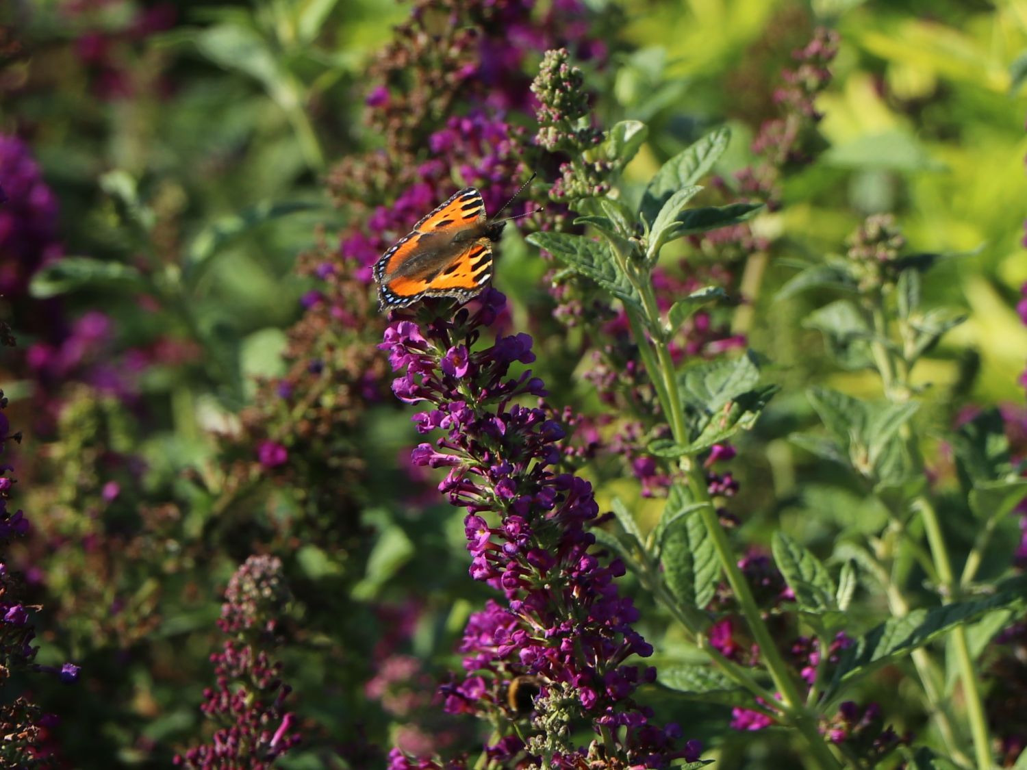 Sommerflieder / Schmetterlingsstrauch PROVEN WINNERS ® 'Miss Violet' - Buddleja davidii PROVEN WINNERS ® 'Miss Violet'