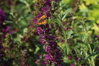 Sommerflieder / Schmetterlingsstrauch PROVEN WINNERS ® 'Miss Violet' - Buddleja davidii PROVEN WINNERS ® 'Miss Violet'