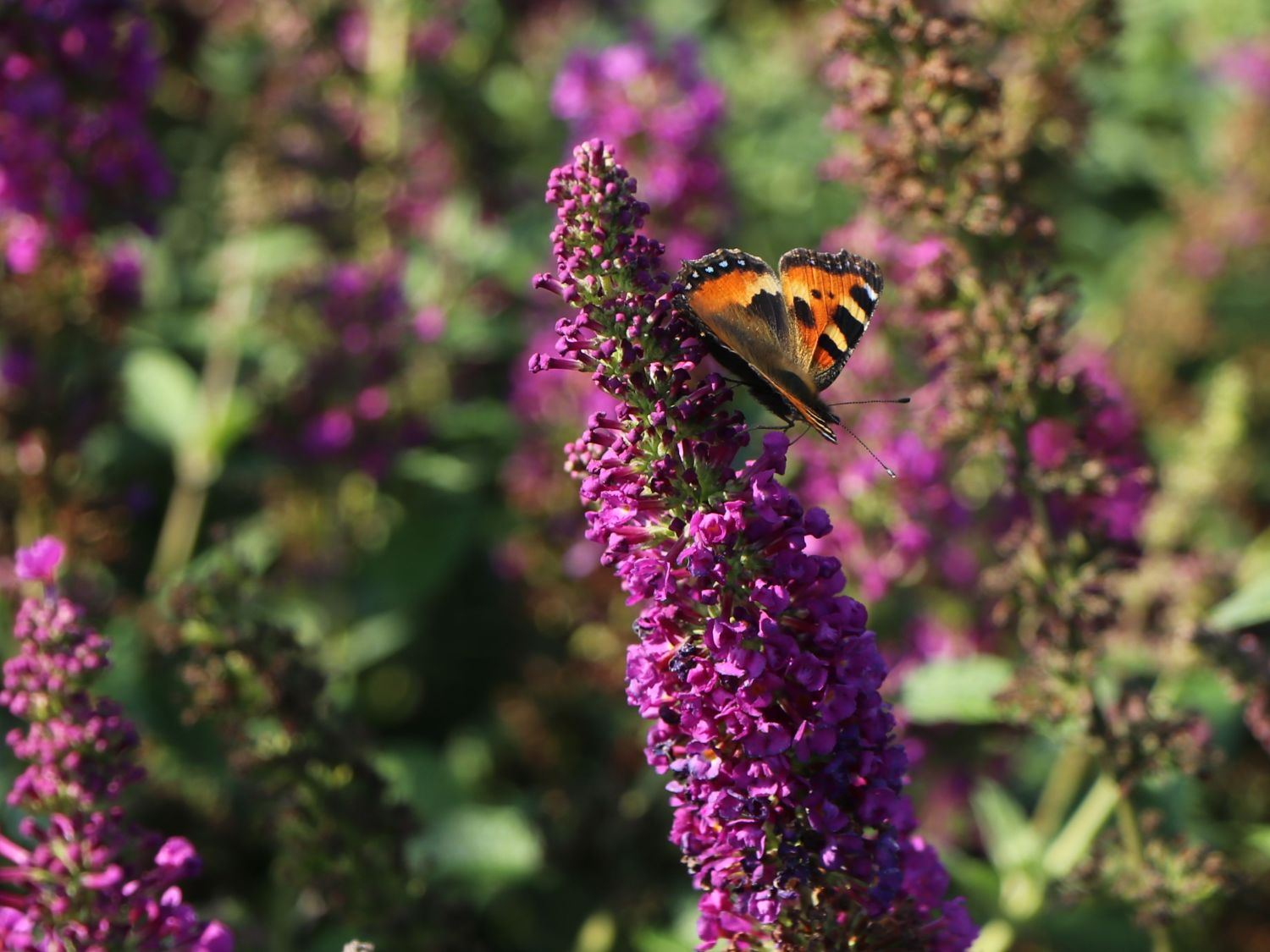 Sommerflieder / Schmetterlingsstrauch PROVEN WINNERS ® 'Miss Violet' - Buddleja davidii PROVEN WINNERS ® 'Miss Violet'