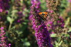 Sommerflieder / Schmetterlingsstrauch PROVEN WINNERS ® 'Miss Violet' - Buddleja davidii PROVEN WINNERS ® 'Miss Violet'