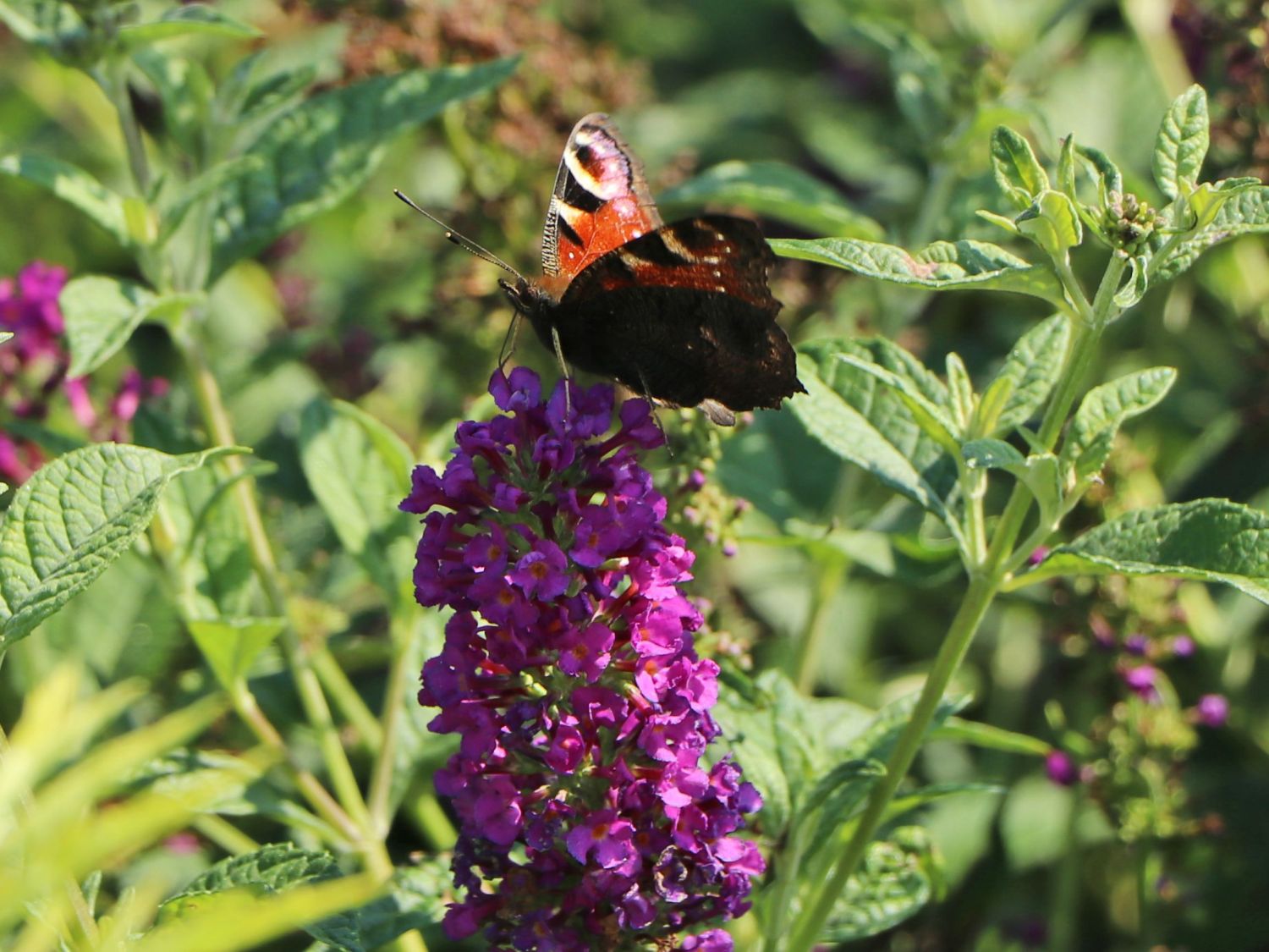 Sommerflieder / Schmetterlingsstrauch PROVEN WINNERS ® 'Miss Violet' - Buddleja davidii PROVEN WINNERS ® 'Miss Violet'