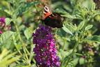 Sommerflieder / Schmetterlingsstrauch PROVEN WINNERS ® 'Miss Violet' - Buddleja davidii PROVEN WINNERS ® 'Miss Violet'