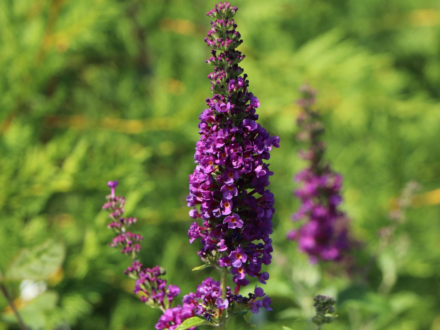 Sommerflieder / Schmetterlingsstrauch PROVEN WINNERS ® 'Miss Violet' - Buddleja davidii PROVEN WINNERS ® 'Miss Violet'