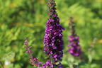 Sommerflieder / Schmetterlingsstrauch PROVEN WINNERS ® 'Miss Violet' - Buddleja davidii PROVEN WINNERS ® 'Miss Violet'