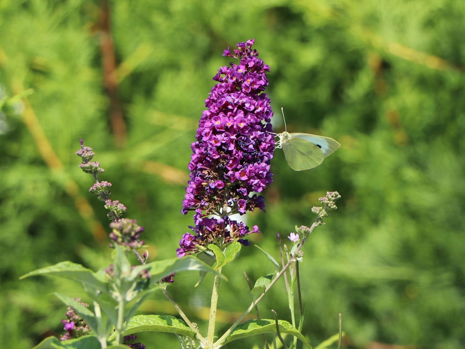 Sommerflieder / Schmetterlingsstrauch PROVEN WINNERS ® 'Miss Violet' - Buddleja davidii PROVEN WINNERS ® 'Miss Violet'