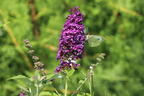 Sommerflieder / Schmetterlingsstrauch PROVEN WINNERS ® 'Miss Violet' - Buddleja davidii PROVEN WINNERS ® 'Miss Violet'