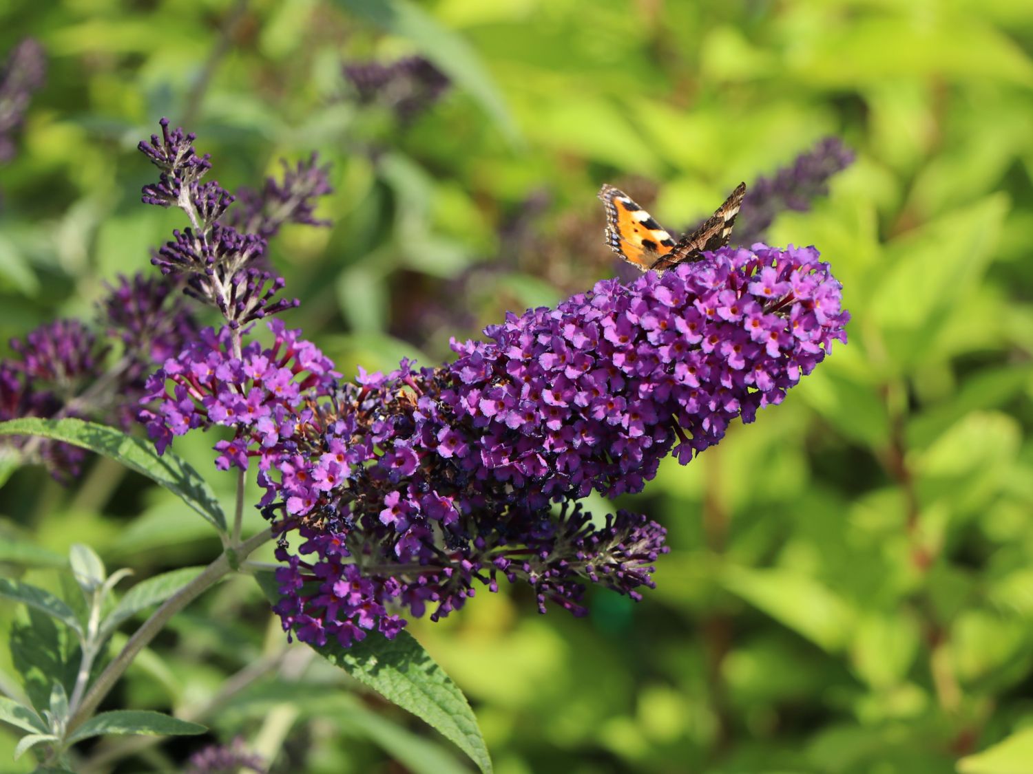 Sommerflieder / Schmetterlingsstrauch 'Psychedelic Sky' - Buddleja dav. 'Psychedelic Sky'