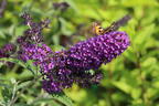 Sommerflieder / Schmetterlingsstrauch 'Psychedelic Sky' - Buddleja dav. 'Psychedelic Sky'