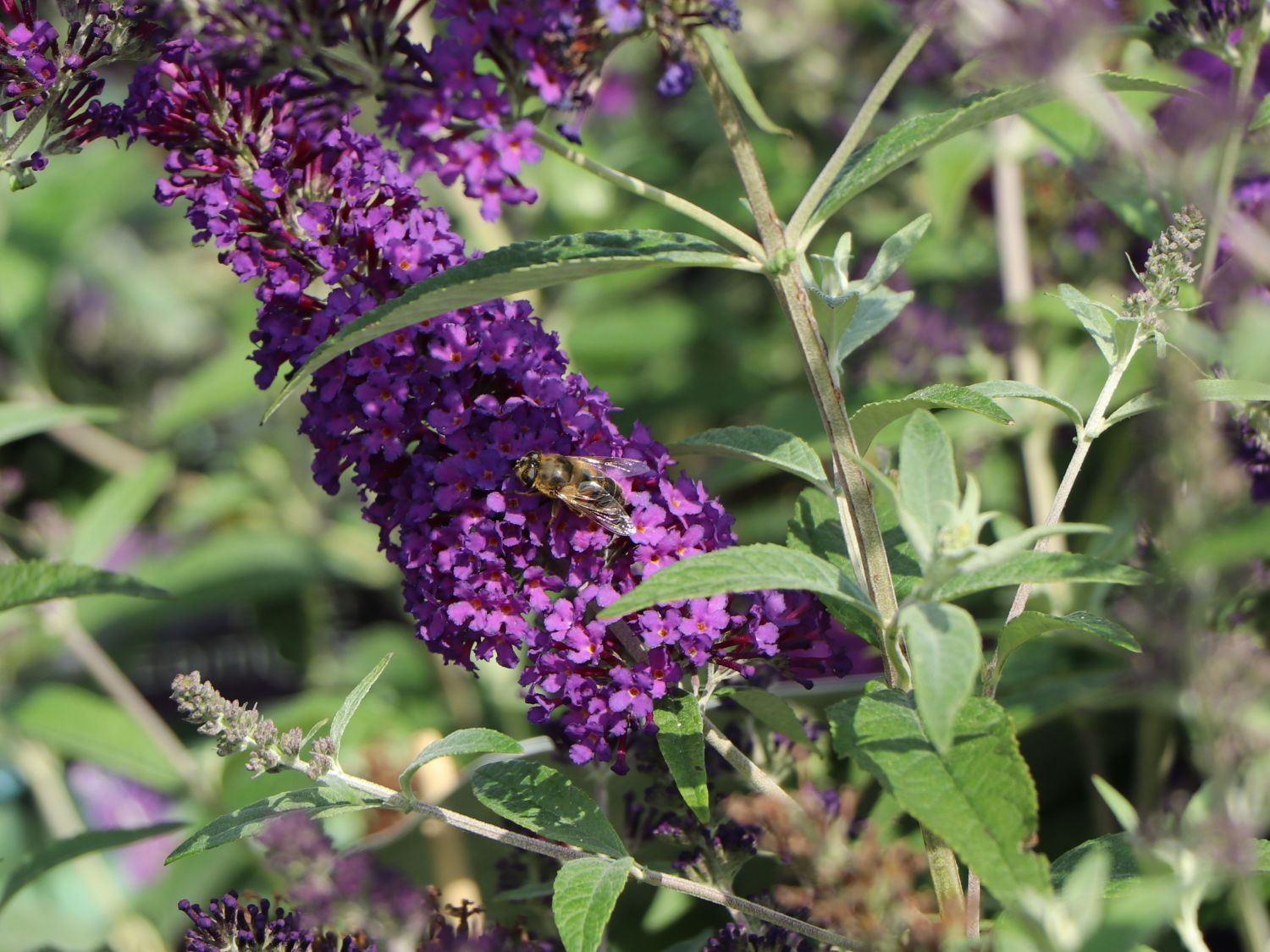 Sommerflieder / Schmetterlingsstrauch 'Psychedelic Sky' - Buddleja dav. 'Psychedelic Sky'