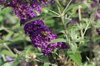 Sommerflieder / Schmetterlingsstrauch 'Psychedelic Sky' - Buddleja dav. 'Psychedelic Sky'