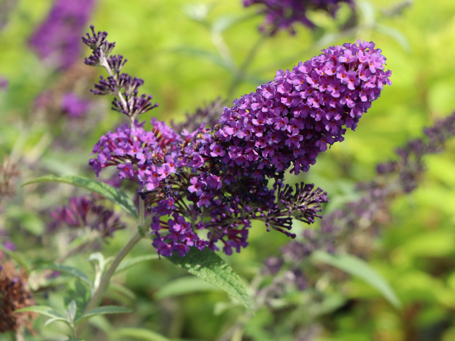 Sommerflieder / Schmetterlingsstrauch 'Psychedelic Sky' - Buddleja dav. 'Psychedelic Sky'