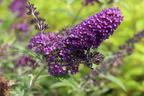 Sommerflieder / Schmetterlingsstrauch 'Psychedelic Sky' - Buddleja dav. 'Psychedelic Sky'