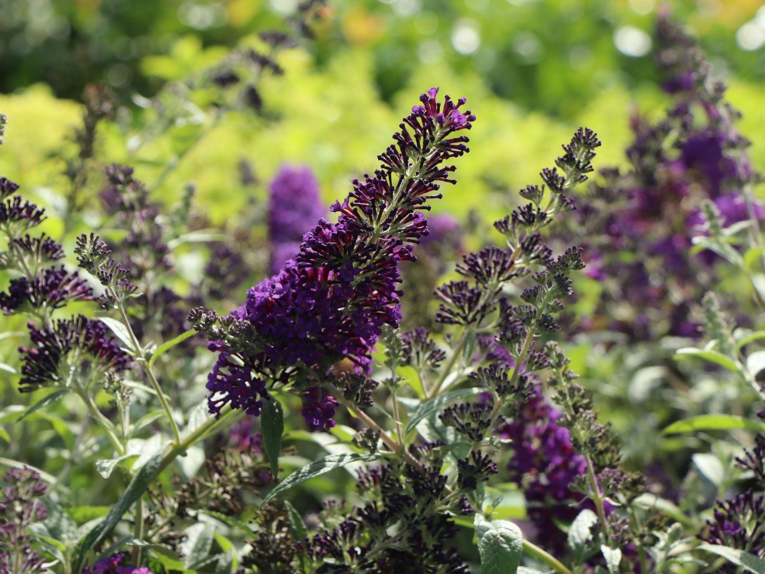 Sommerflieder / Schmetterlingsstrauch 'Psychedelic Sky' - Buddleja dav. 'Psychedelic Sky'