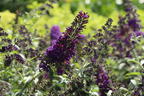 Sommerflieder / Schmetterlingsstrauch 'Psychedelic Sky' - Buddleja dav. 'Psychedelic Sky'
