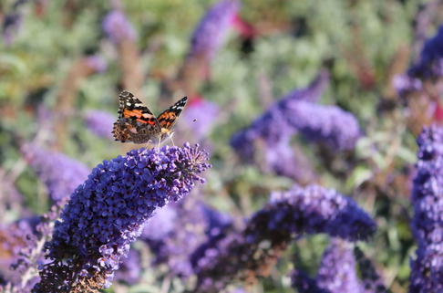 Sommerflieder / Schmetterlingsstrauch 'Reve de Papillon' ® Blue - Buddleja davidii 'Reve de Papillon' ® Blue