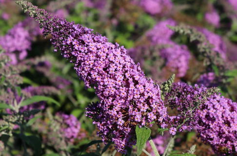 Sommerflieder / Schmetterlingsstrauch 'Reve de Papillon' ® Pink - Buddleja davidii 'Reve de Papillon' ® Pink