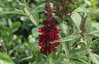 Sommerflieder / Schmetterlingsstrauch 'Reve de Papillon' ® Red