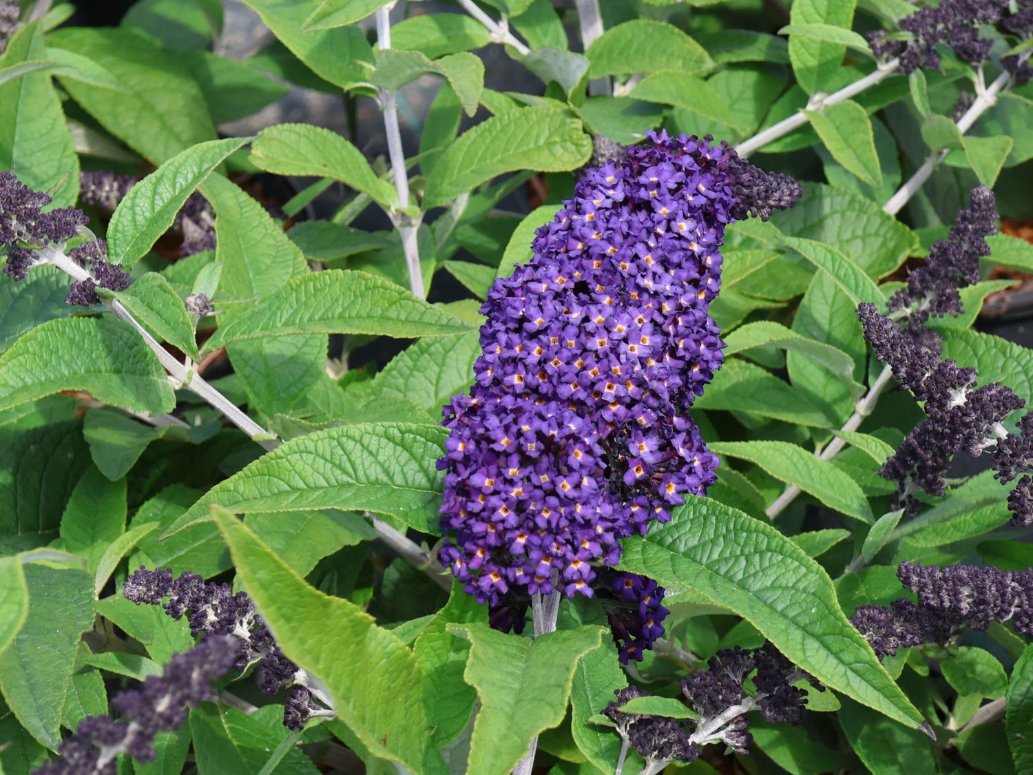 Schmetterlingsflieder / Sommerflieder 'Rocketstar ® Indigo' - Buddleja davidii 'Rocketstar ® Indigo'