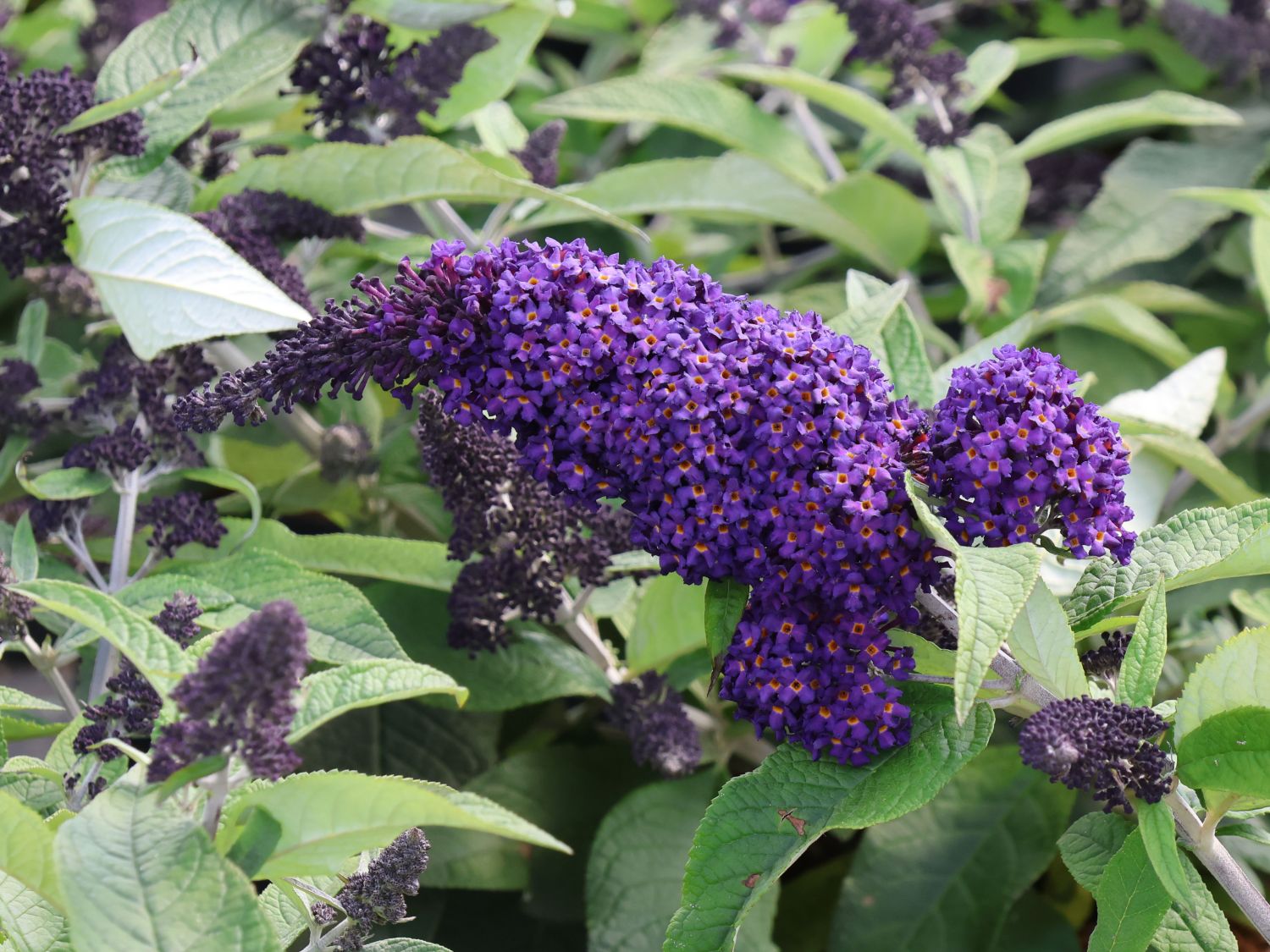 Schmetterlingsflieder / Sommerflieder 'Rocketstar ® Indigo' - Buddleja davidii 'Rocketstar ® Indigo'