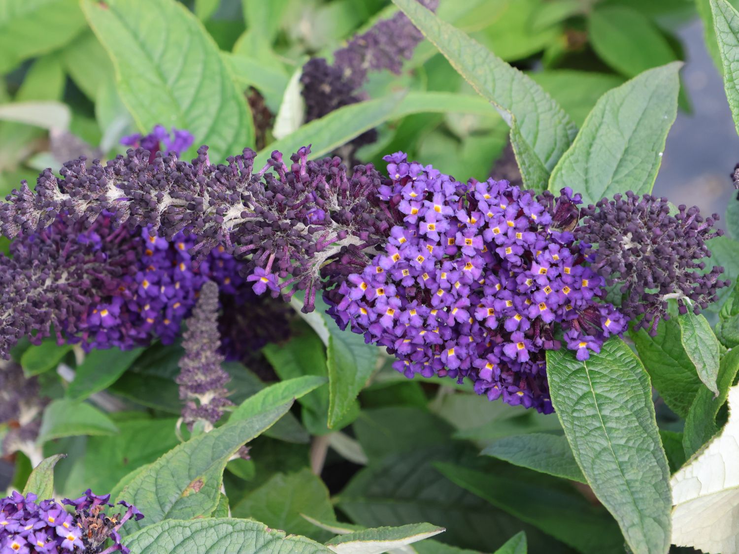 Schmetterlingsflieder / Sommerflieder 'Rocketstar ® Indigo' - Buddleja davidii 'Rocketstar ® Indigo'