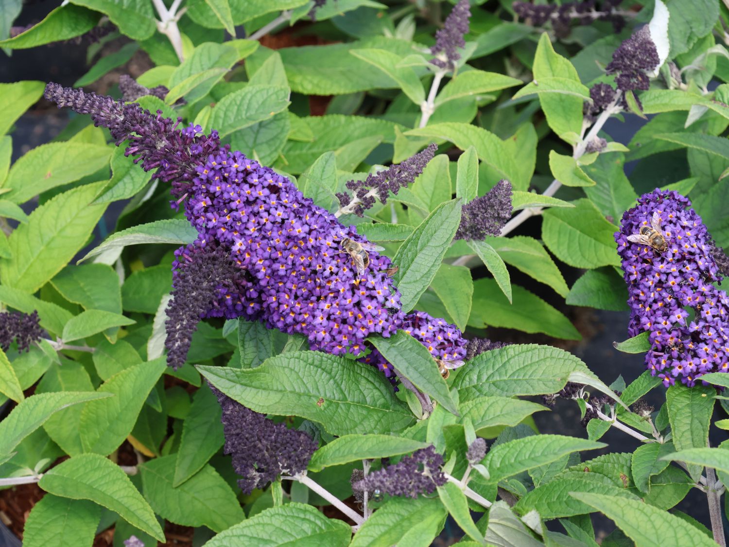 Schmetterlingsflieder / Sommerflieder 'Rocketstar ® Indigo' - Buddleja davidii 'Rocketstar ® Indigo'