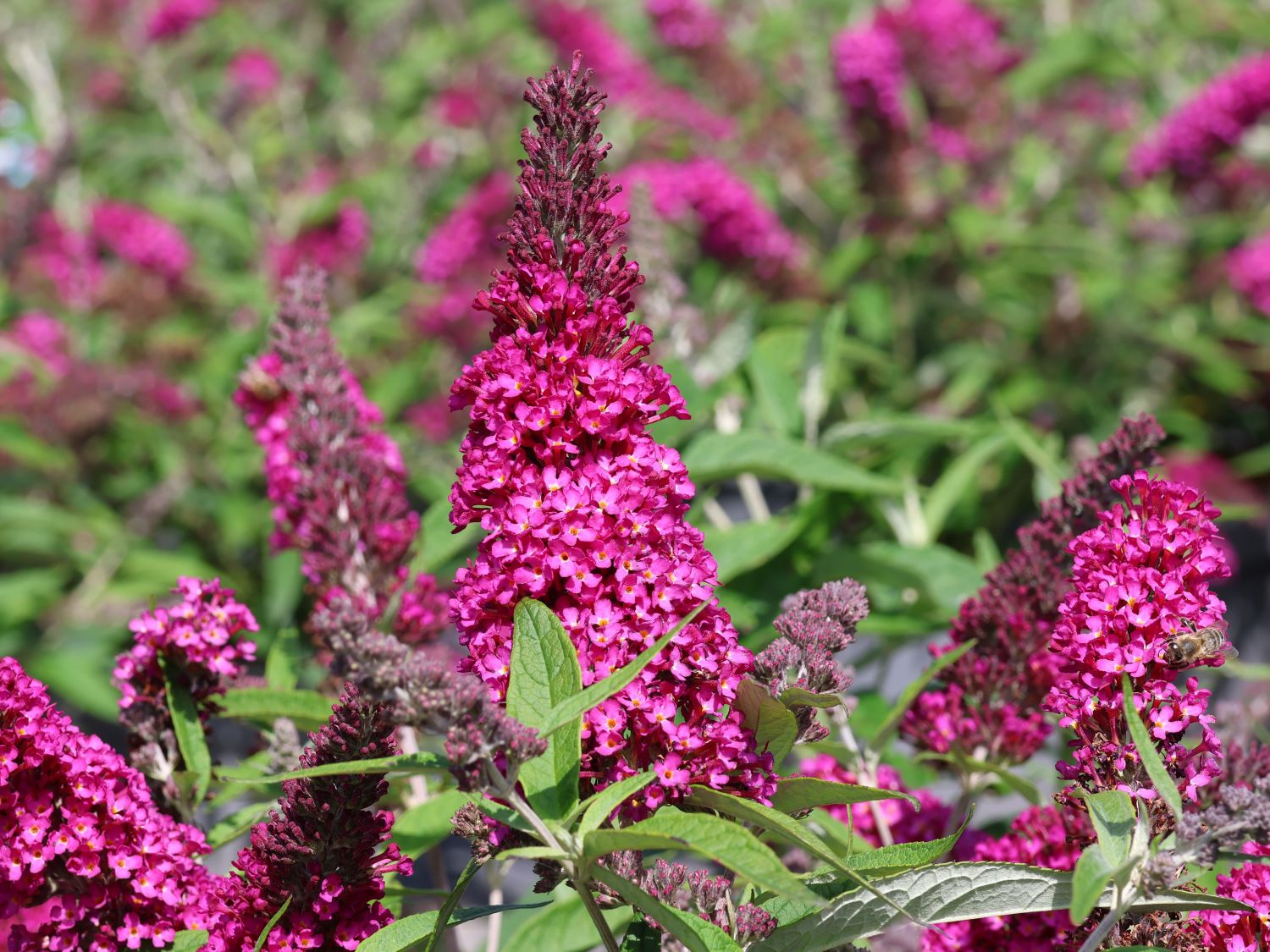 Schmetterlingsflieder / Sommerflieder Summer Kids ® 'Sophie'