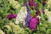 Sommerflieder / Schmetterlingsstrauch 'Tricolor' - Buddleja davidii 'Tricolor'