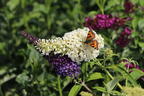 Sommerflieder / Schmetterlingsstrauch 'Tricolor' - Buddleja davidii 'Tricolor'