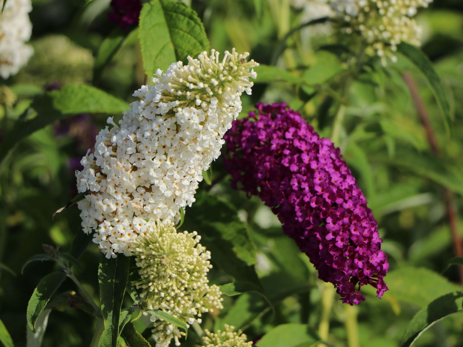 Sommerflieder / Schmetterlingsstrauch 'Tricolor' - Buddleja davidii 'Tricolor'