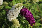 Sommerflieder / Schmetterlingsstrauch 'Tricolor' - Buddleja davidii 'Tricolor'