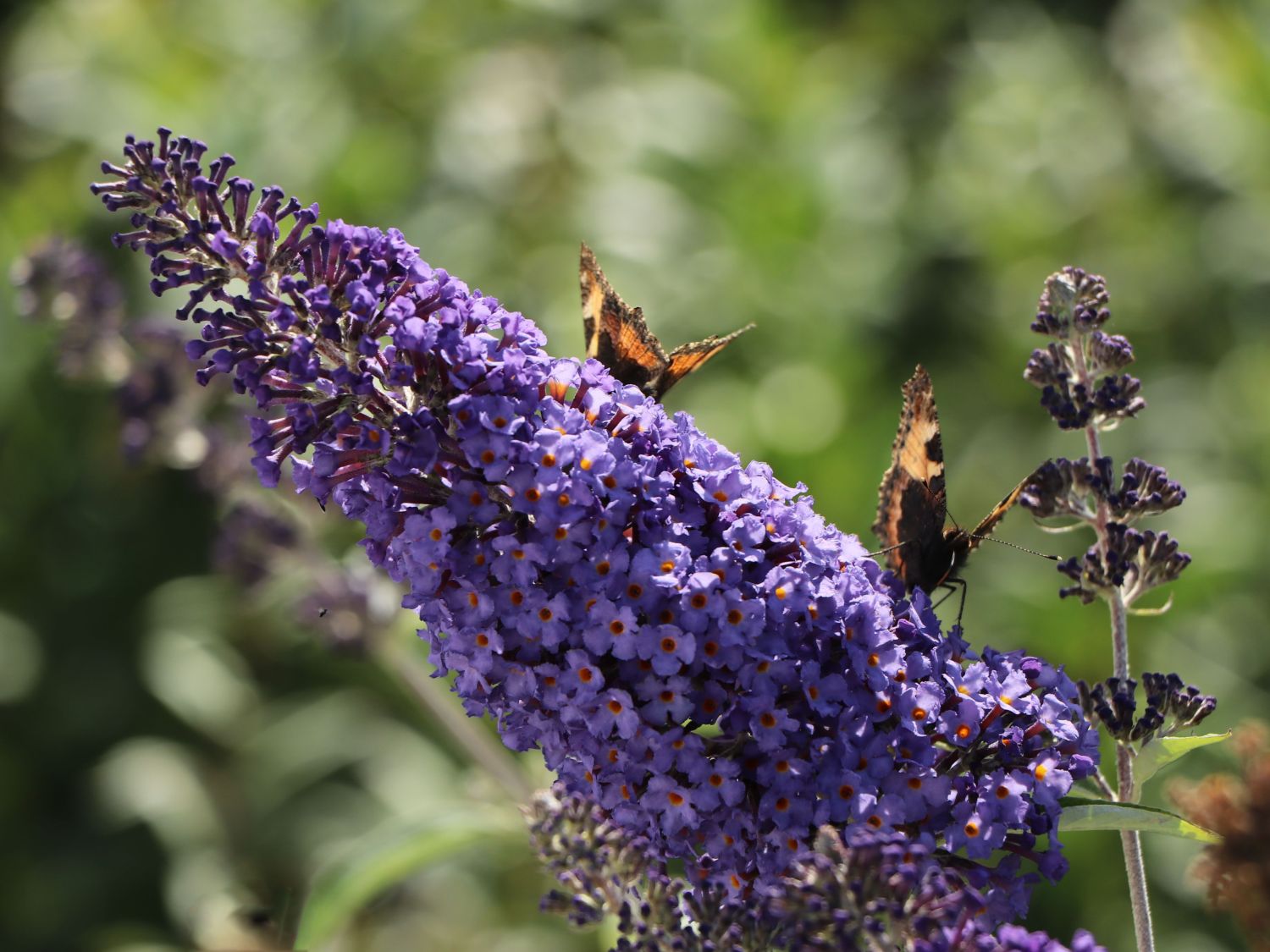 Sommerflieder / Schmetterlingsstrauch 'Tricolor' - Buddleja davidii 'Tricolor'