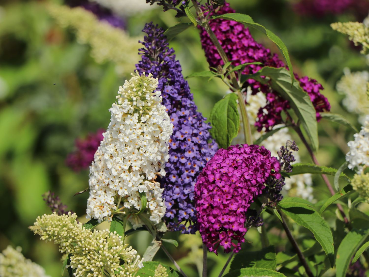Sommerflieder / Schmetterlingsstrauch 'Tricolor' - Buddleja davidii 'Tricolor'