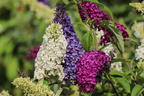 Sommerflieder / Schmetterlingsstrauch 'Tricolor' - Buddleja davidii 'Tricolor'