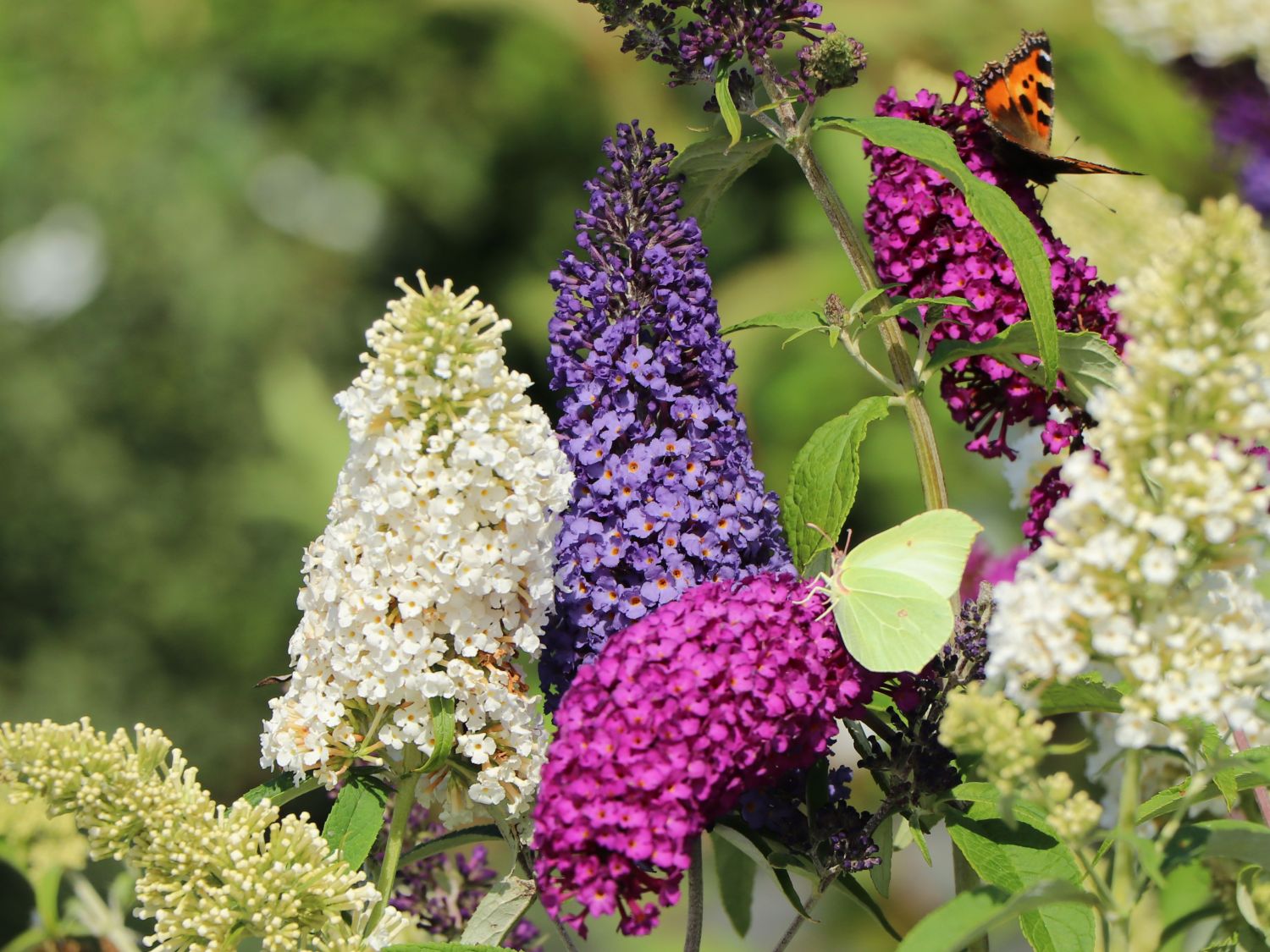Sommerflieder / Schmetterlingsstrauch 'Tricolor' - Buddleja davidii 'Tricolor'