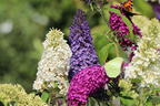 Sommerflieder / Schmetterlingsstrauch 'Tricolor' - Buddleja davidii 'Tricolor'