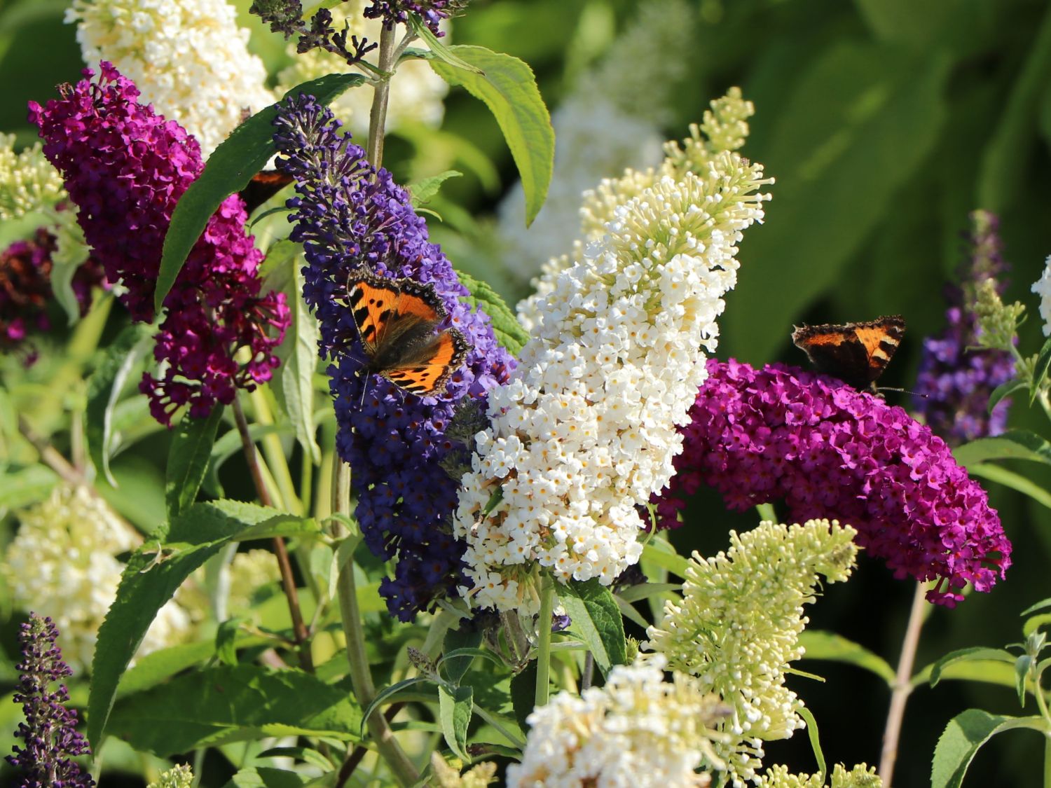 Sommerflieder / Schmetterlingsstrauch 'Tricolor' - Buddleja davidii 'Tricolor'