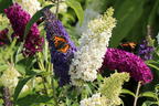 Sommerflieder / Schmetterlingsstrauch 'Tricolor' - Buddleja davidii 'Tricolor'
