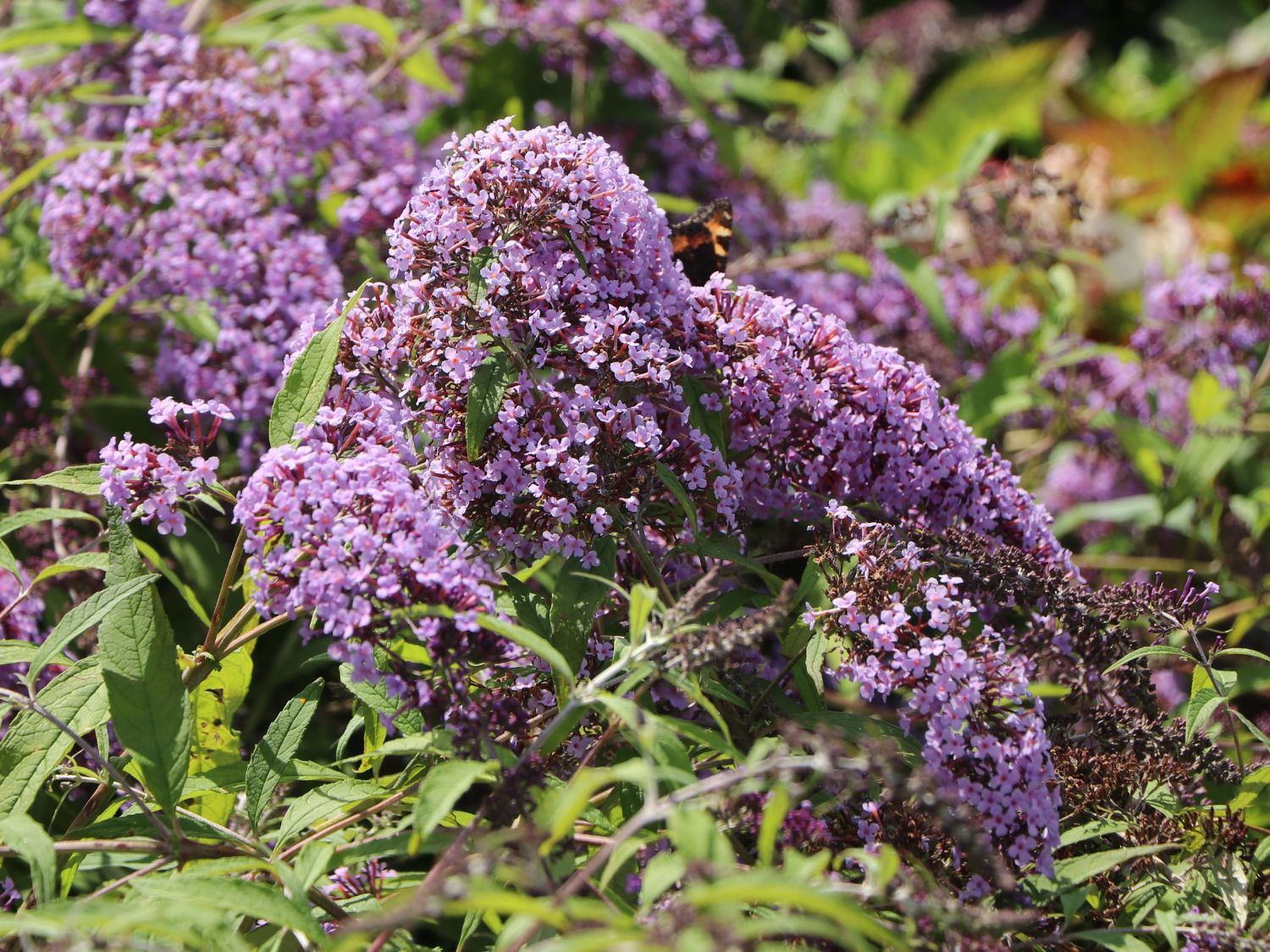 Sommerflieder / Schmetterlingsstrauch 'Wisteria Lane' - Buddleja davidii 'Wisteria Lane'